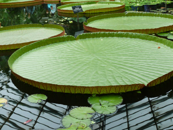 Giant Water Lilies “Victoria Longwood hybrid”